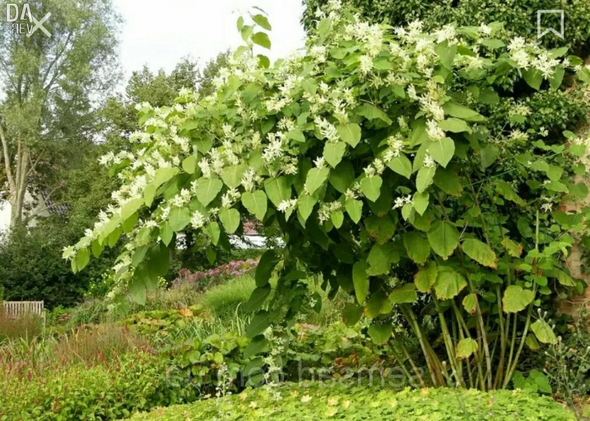 11 обыкновенных сорняков, которые можно собрать и съесть - фото 5