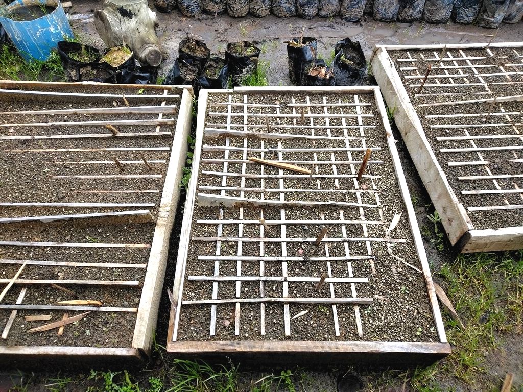 Как вырастить дерево макадамия из ореха? - фото 4