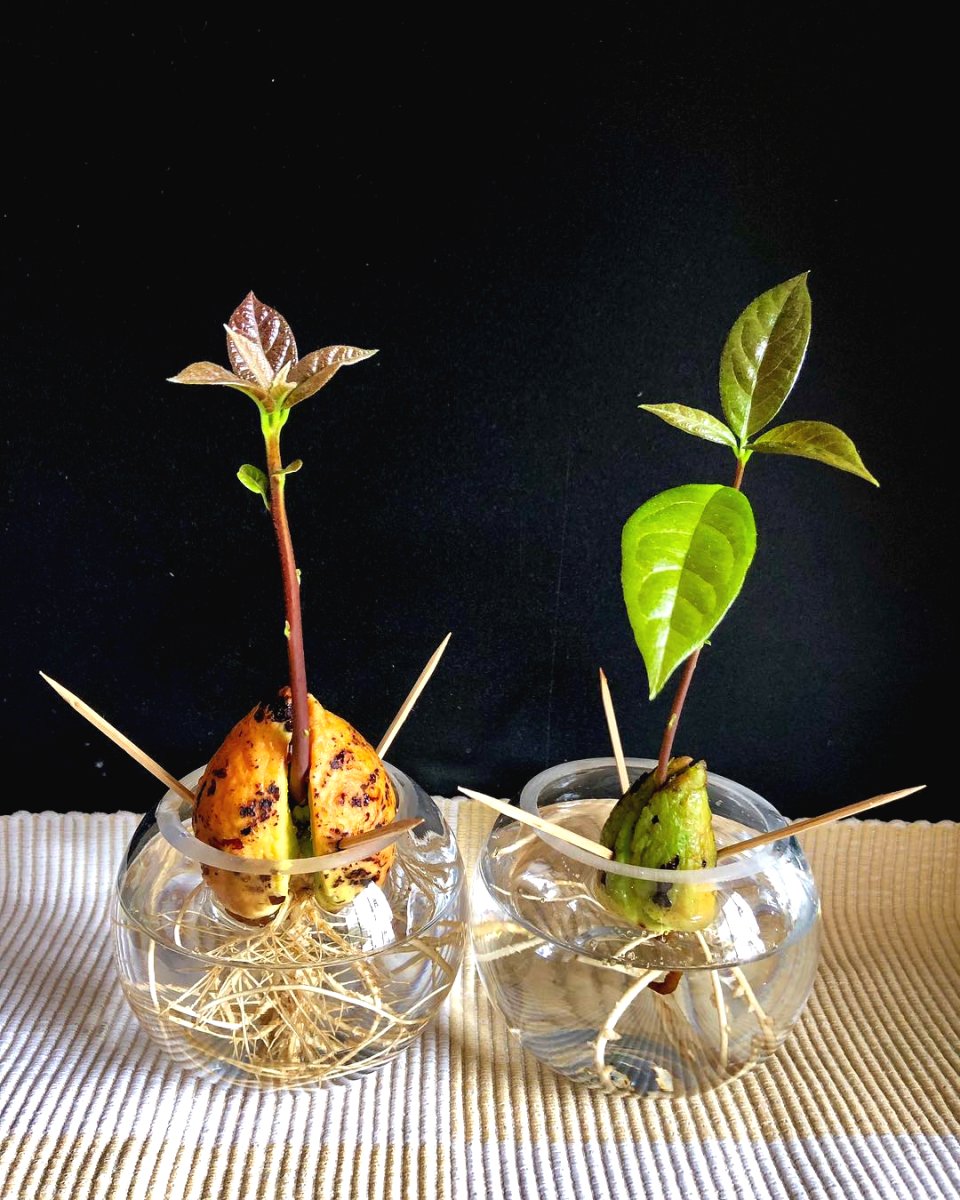 Как вырастить авокадо из косточки дома - фото