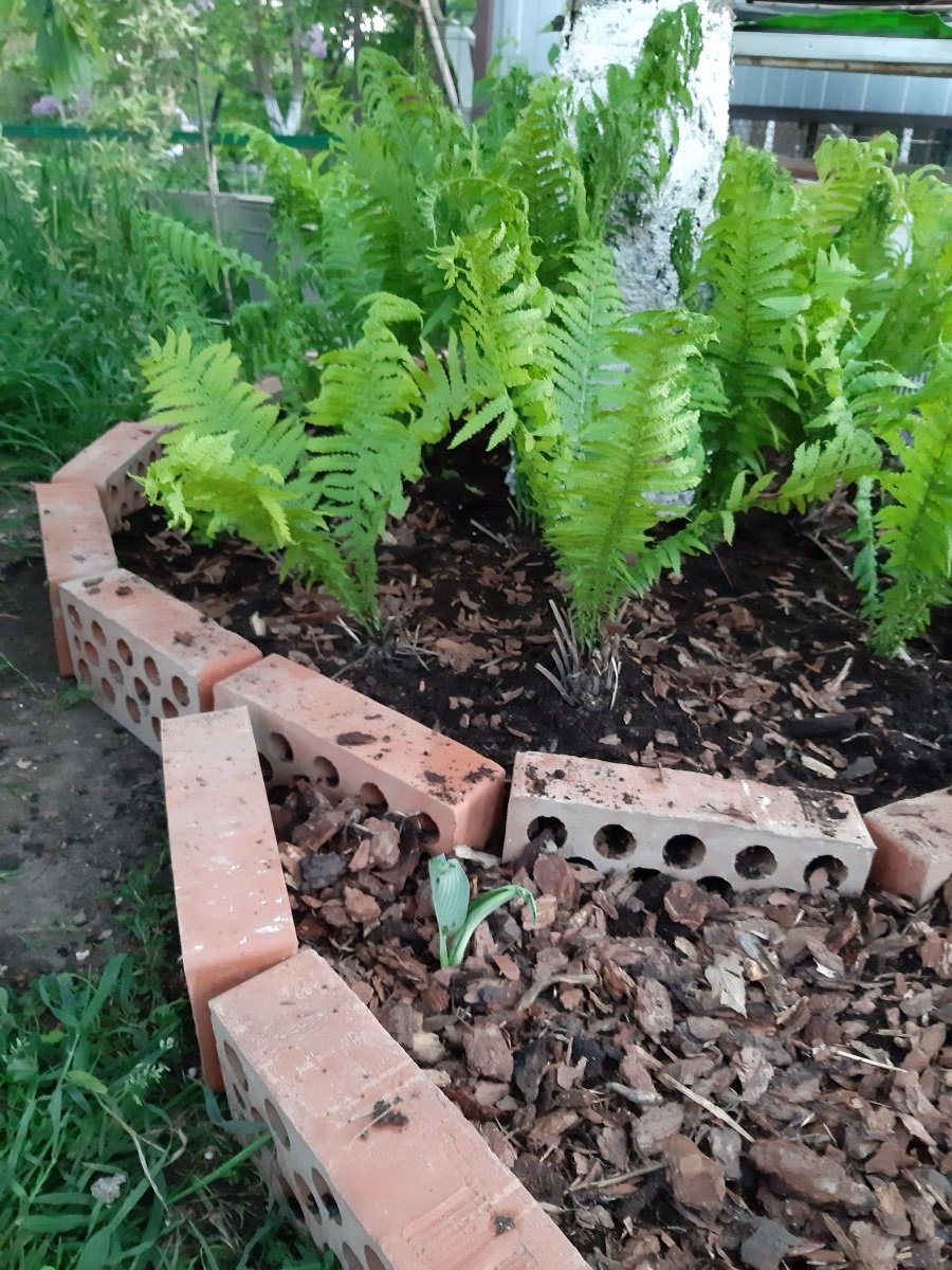 Необычные круги под деревом - фото 2