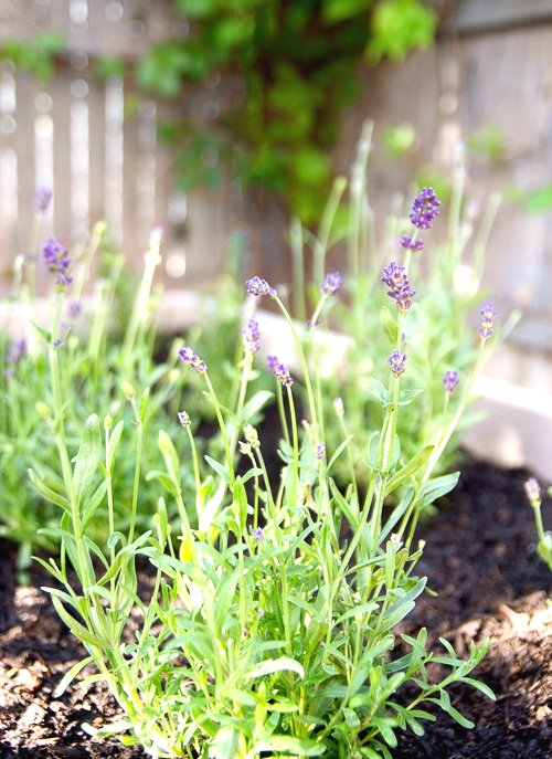 Облагораживаем участок - фото 3