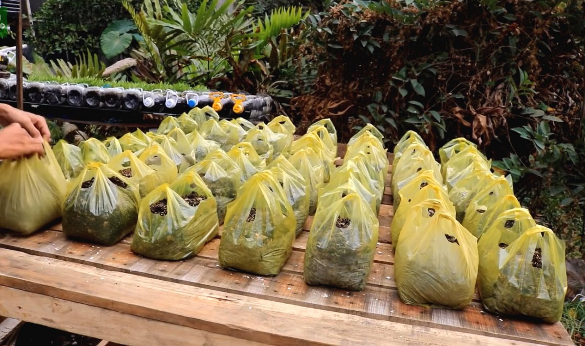 Необычный способ выращивания салата - фото 4