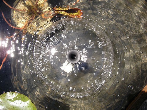 Садовый пруд - фото 8