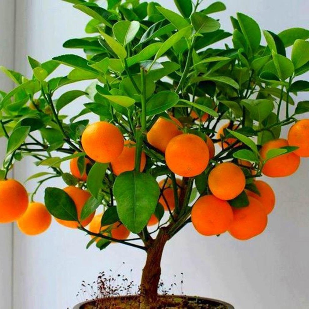 Как вырастить апельсиновое дерево из семян - фото