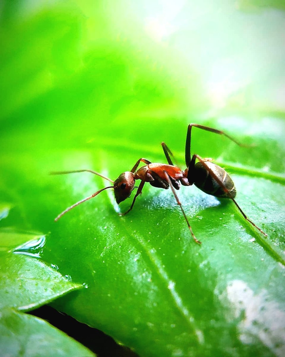 Эффективные способы избавления от муравьев - фото