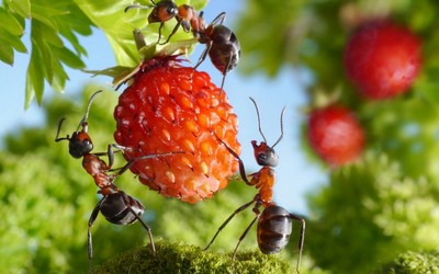 Простой способ избавится от муравьев 