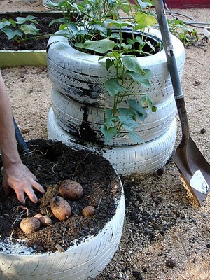 Выращиваем картофель в шинах