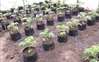 Ранней способ выращивания томатов в пакетах