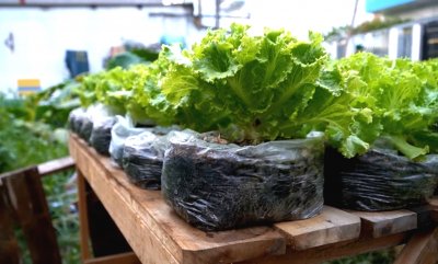 Необычный способ выращивания салата
