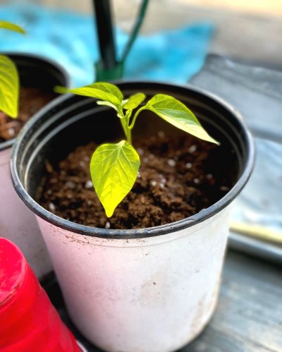 Как выращивать перец через рассаду в 2022 году