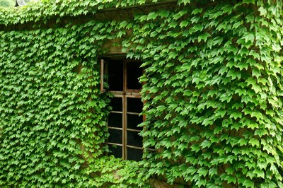 Озеленение фасада плющом