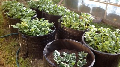 Выращиваем овощи и травы в мешках