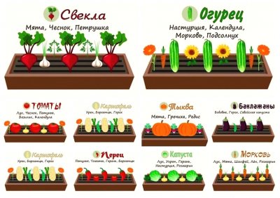 Схема посадки на грядках: как правильно организовать огород